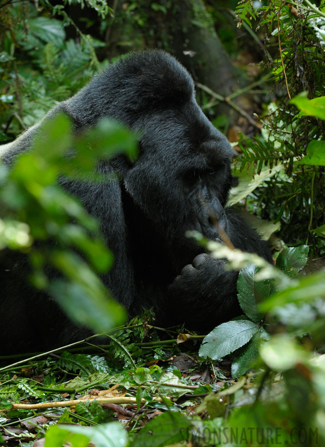 Gorilla beringei beringei [200 mm, 1/60 sec at f / 5.6, ISO 1600]